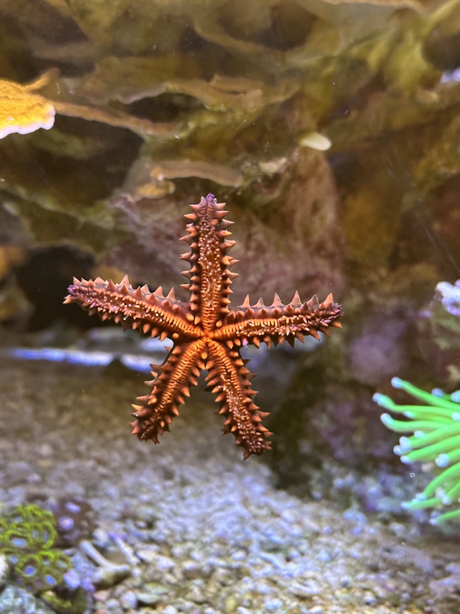 How Do Starfish Reproduce? | REEF2REEF Saltwater and Reef Aquarium Forum
