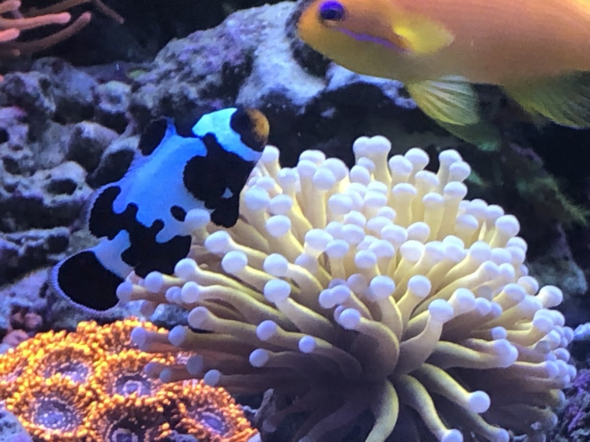 ricky the blue clownfish