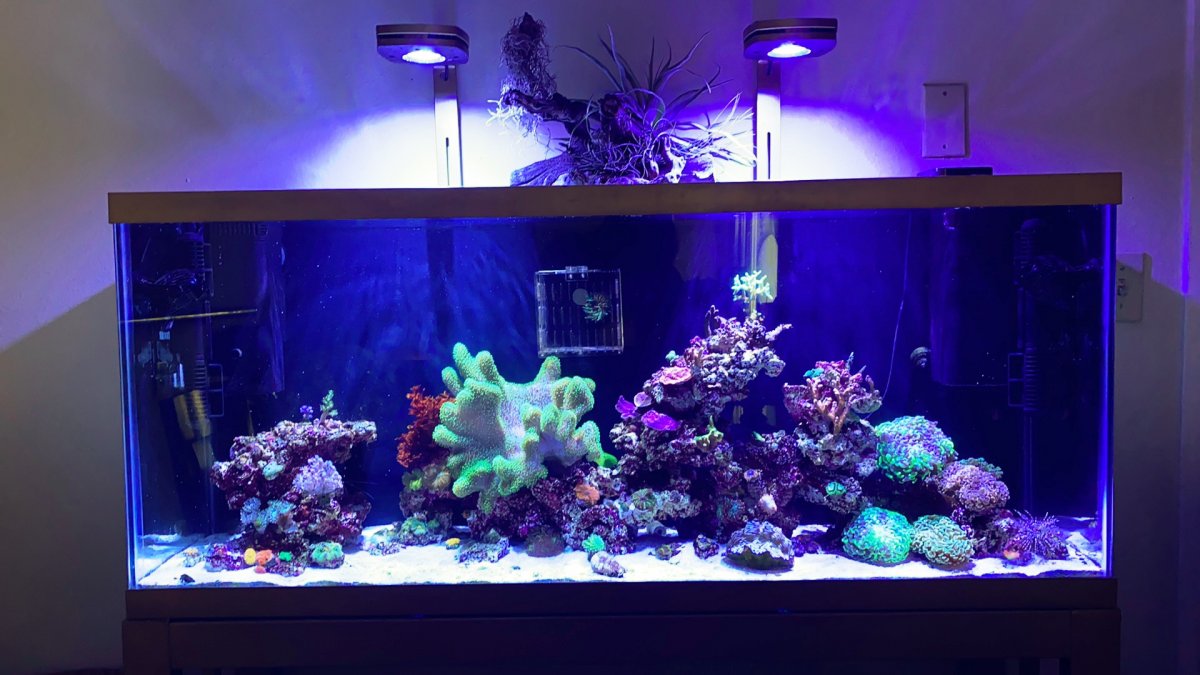 Build Thread - Breaking rules on a 55g Petco reef tank | REEF2REEF 