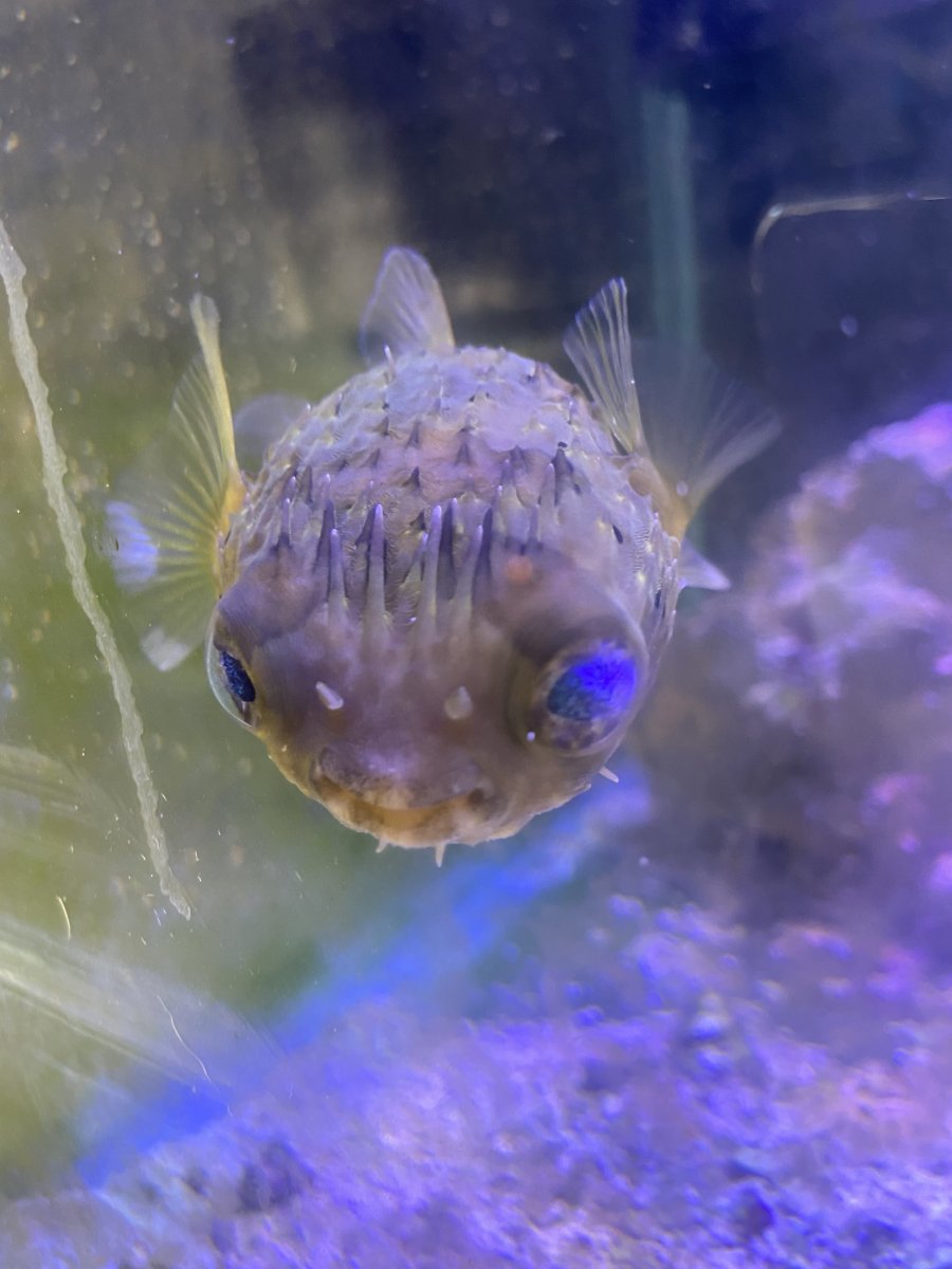 Cloudy Fin on Porcupine Puffer -HELP?? | REEF2REEF Saltwater and Reef  Aquarium Forum