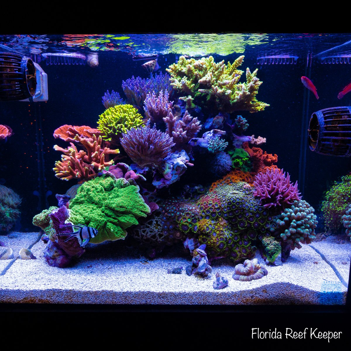 Let’s see your full colony tank pics | REEF2REEF Saltwater and Reef ...