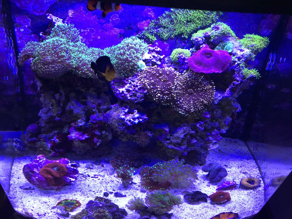 Nano Build - Refugium for Fluval Evo 13.5 | REEF2REEF Saltwater and ...