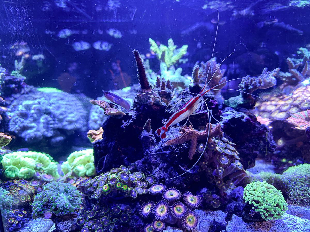 Nano Build - Mixed Reef Fluval Evo 13.5 With Natural Sea Water | Page ...