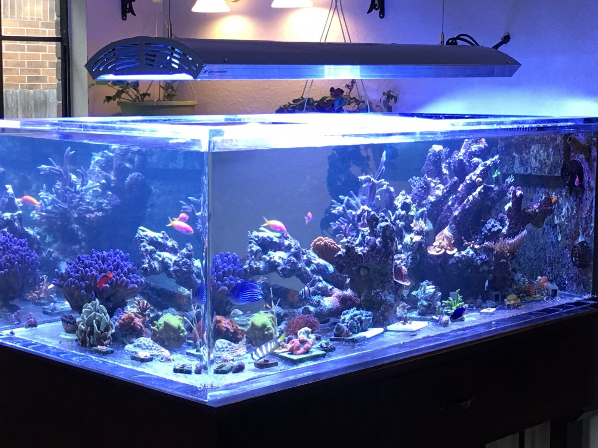 Anybody have a 60" x 30" tank? | REEF2REEF Saltwater and Reef Aquarium Forum