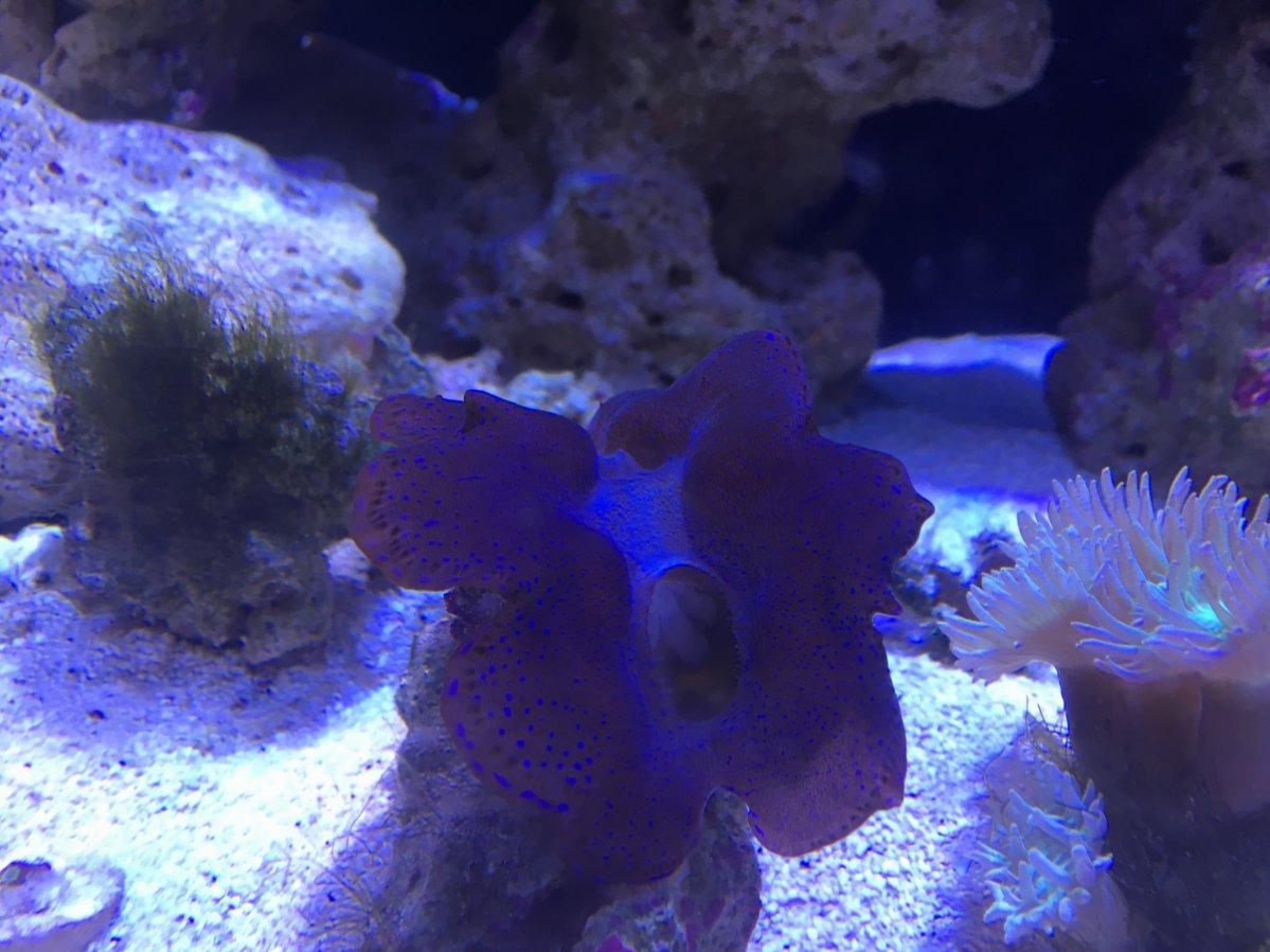 maxima clam gaping