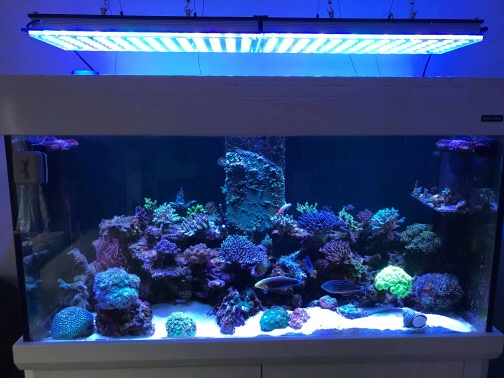 Best LED Lights for Reef Tank 2018-2019 Review | REEF2REEF Saltwater and Reef  Aquarium Forum