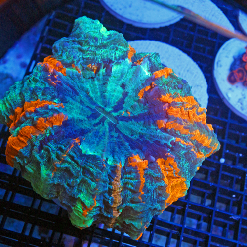 A501 photo 1 Large Meat Coral Acanthophyllia deshayesiana1500-750.jpg