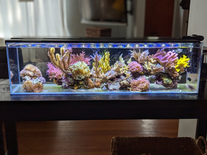 Metal Halide and T5 Grow Corals Better Than LED and Cost Less | Page 20 |  REEF2REEF Saltwater and Reef Aquarium Forum