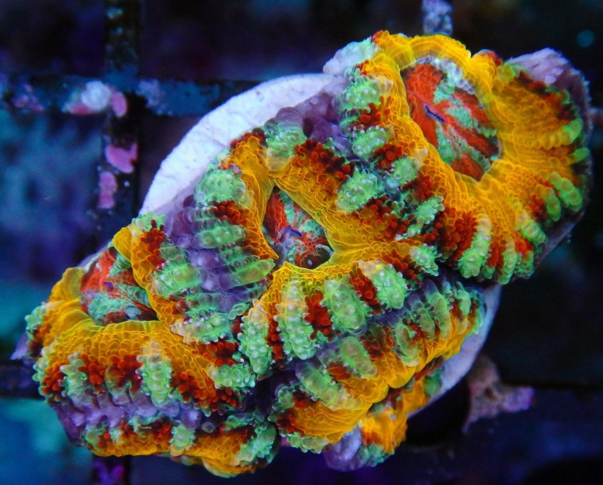 Official Micromussa lordhowensis (formerly Acanthastrea lordhowensis) Show  Off Thread | Page 50 | REEF2REEF Saltwater and Reef Aquarium Forum
