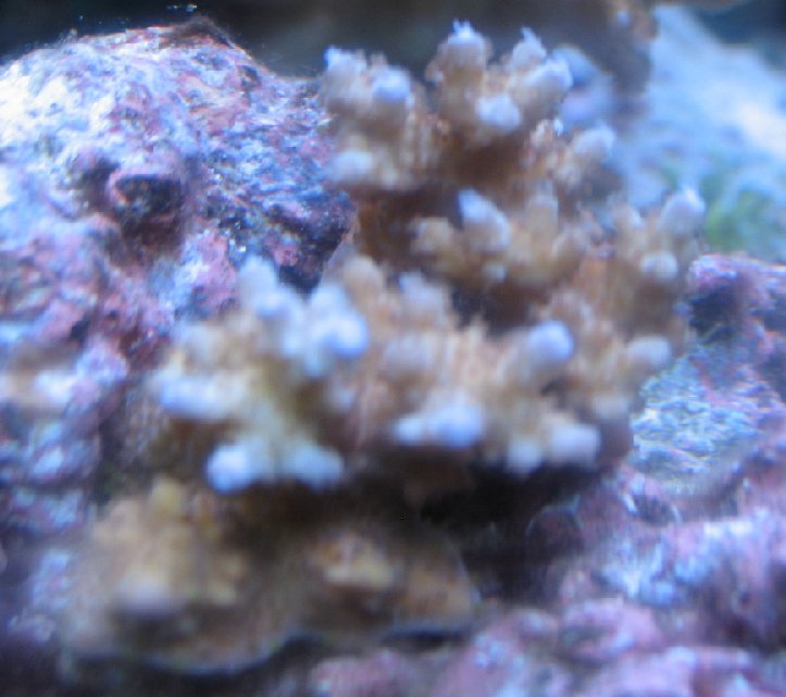 Acro coloring up nicely, great polyps.jpg