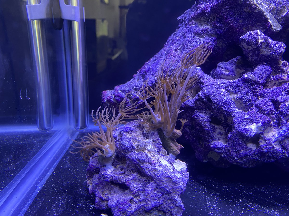 Anthelia and Pom Pom Xenia next to each other/on the same rock. | REEF2REEF  Saltwater and Reef Aquarium Forum