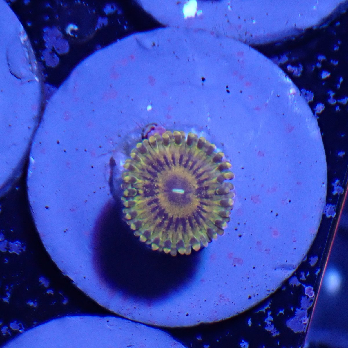 Difference between scarface, sopranos, golden darth mauls, orange spotted  zoas? | REEF2REEF Saltwater and Reef Aquarium Forum