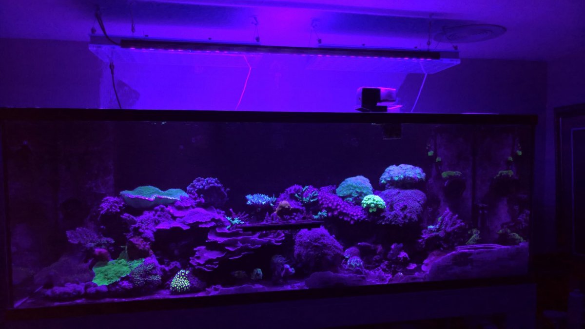Aquarium_LED_light_violet_Purple_-UV--1600x901.jpg