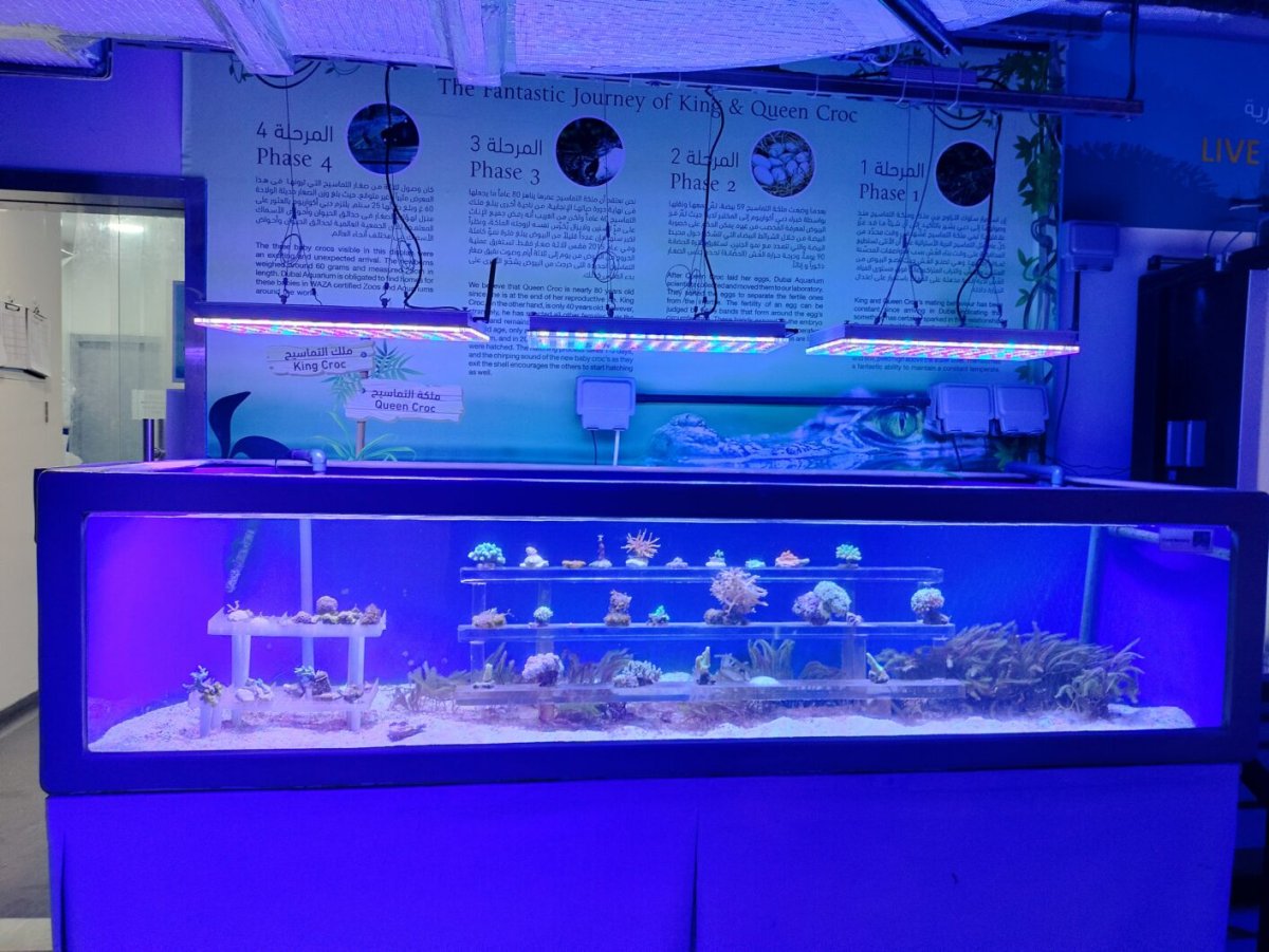 Orphek LED lighting for public aquariums – Atlantik iCon series – Dubai Aquarium & Underwater zoo