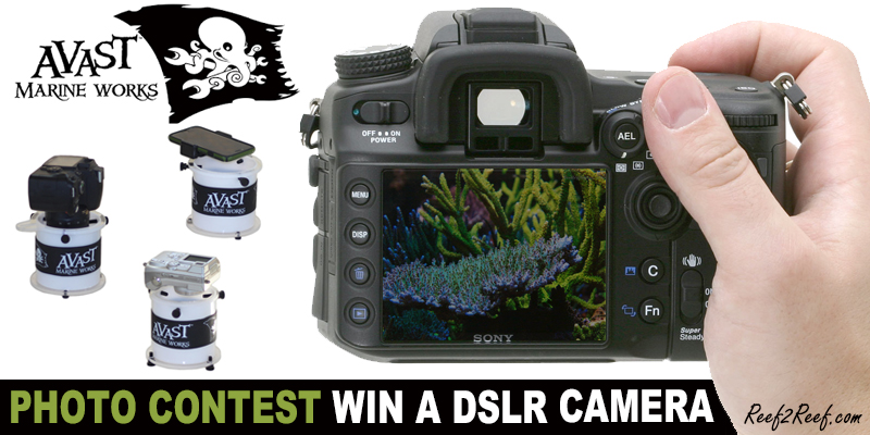 Avast Marine September Photo of the Month Contest: WIN a DSLR Camera! |  REEF2REEF Saltwater and Reef Aquarium Forum
