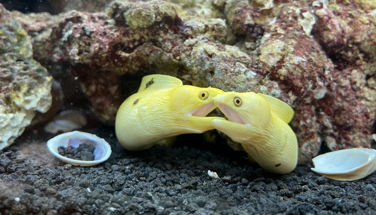 Banana Eels.jpg