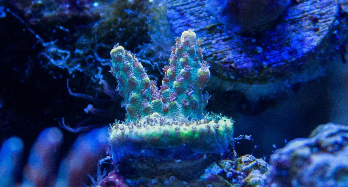 Show me your Pink Floyd Acropora | REEF2REEF Saltwater and Reef ...