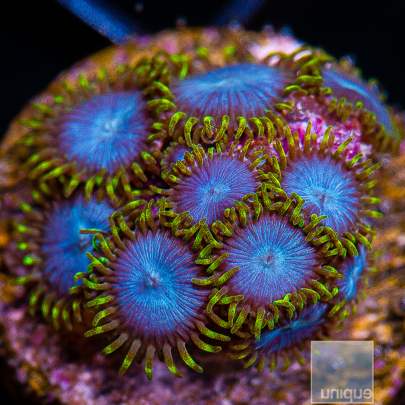 blue-and-green-zoanthid-89-46-jpg.3569913