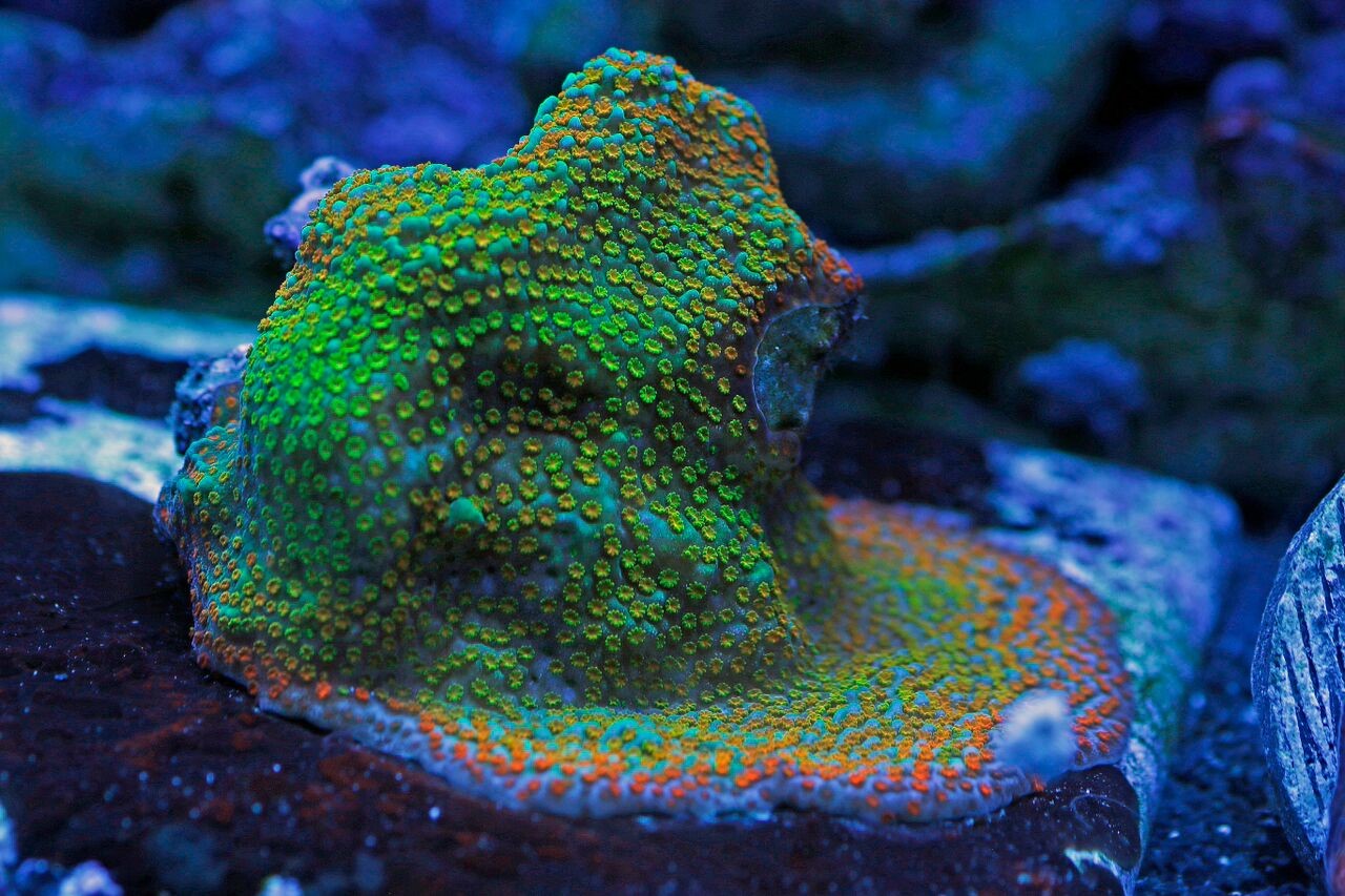 bobbym coral 14.jpg