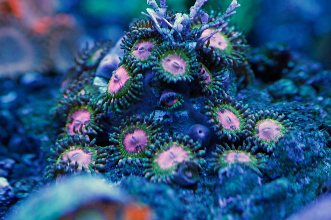 bobbym coral 18.jpg