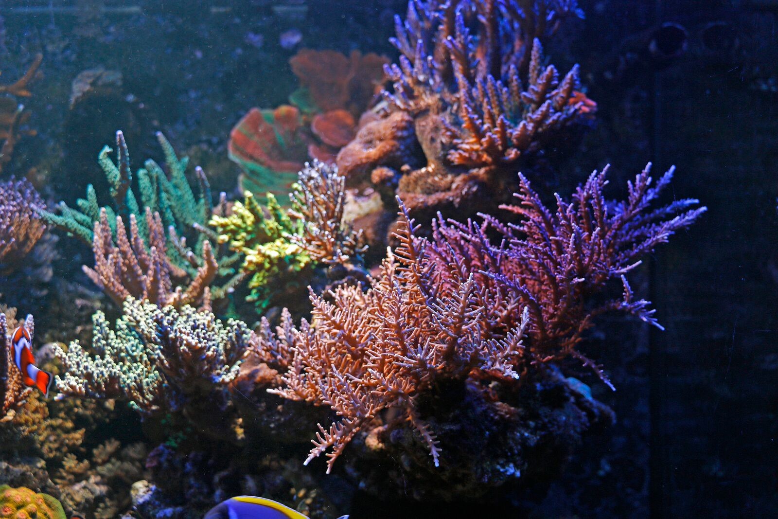 bobbym coral 4.jpg