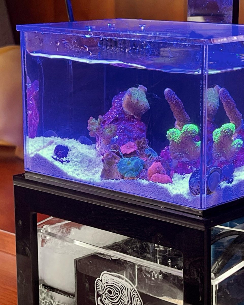  PNW Custom 40 oz (Black) Micro Reef Ready Aquarium, Small  Desktop Saltwater Fish Tank with LED Light, Sump, Pump
