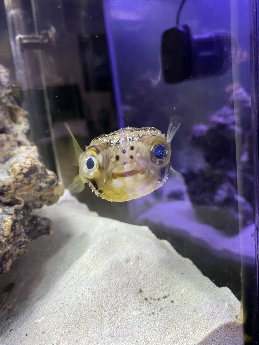 What is wrong with my puffers eye? | REEF2REEF Saltwater and Reef Aquarium  Forum