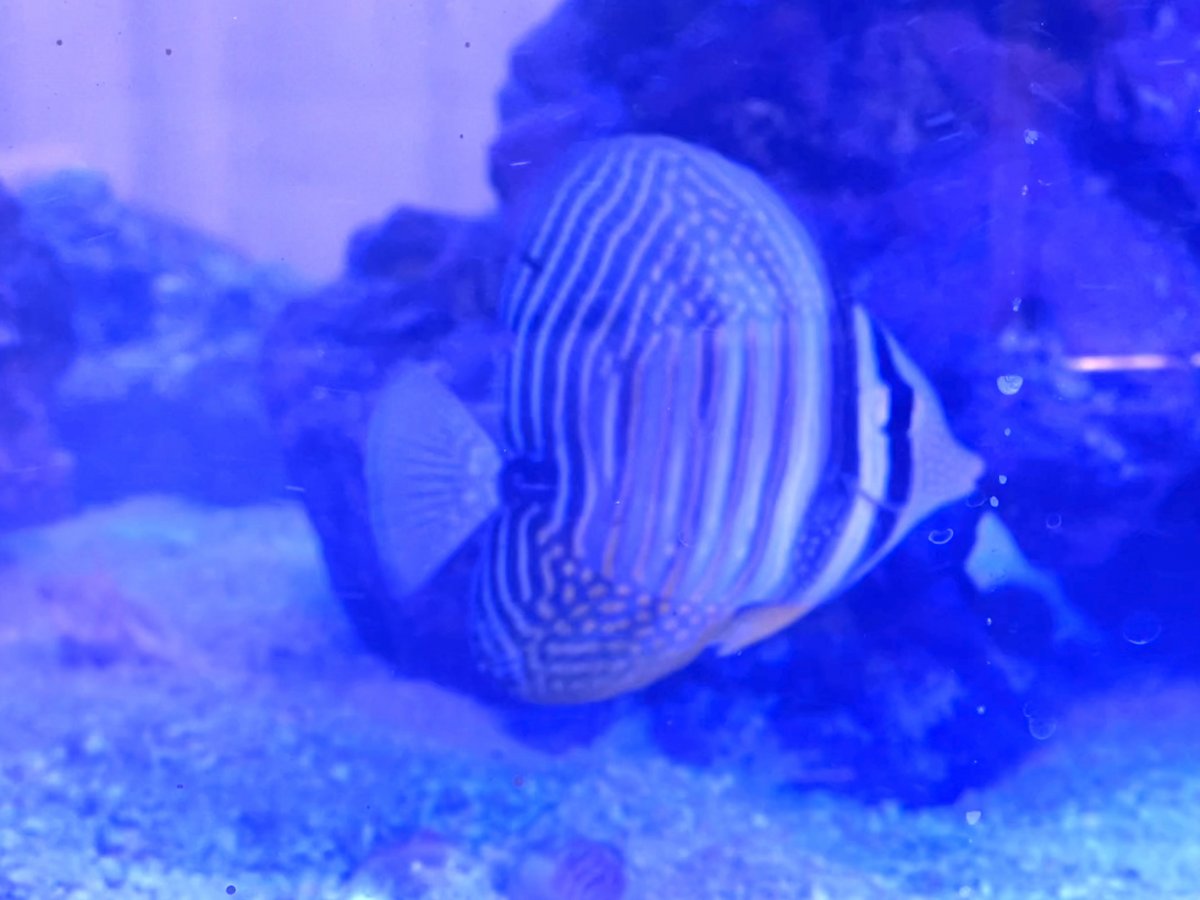 Tang Acclimation - Yellow in DT with Red Sea & Blue Hippo Tangs ...