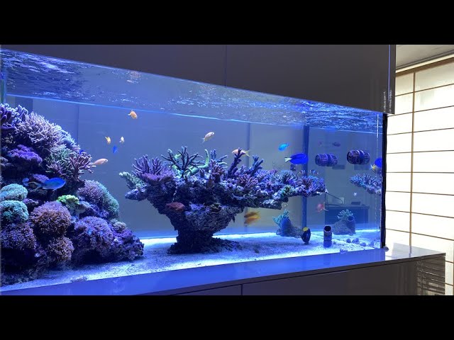 Making a bonsai aquascape. Would it look better if it was symm | REEF2REEF  Saltwater and Reef Aquarium Forum