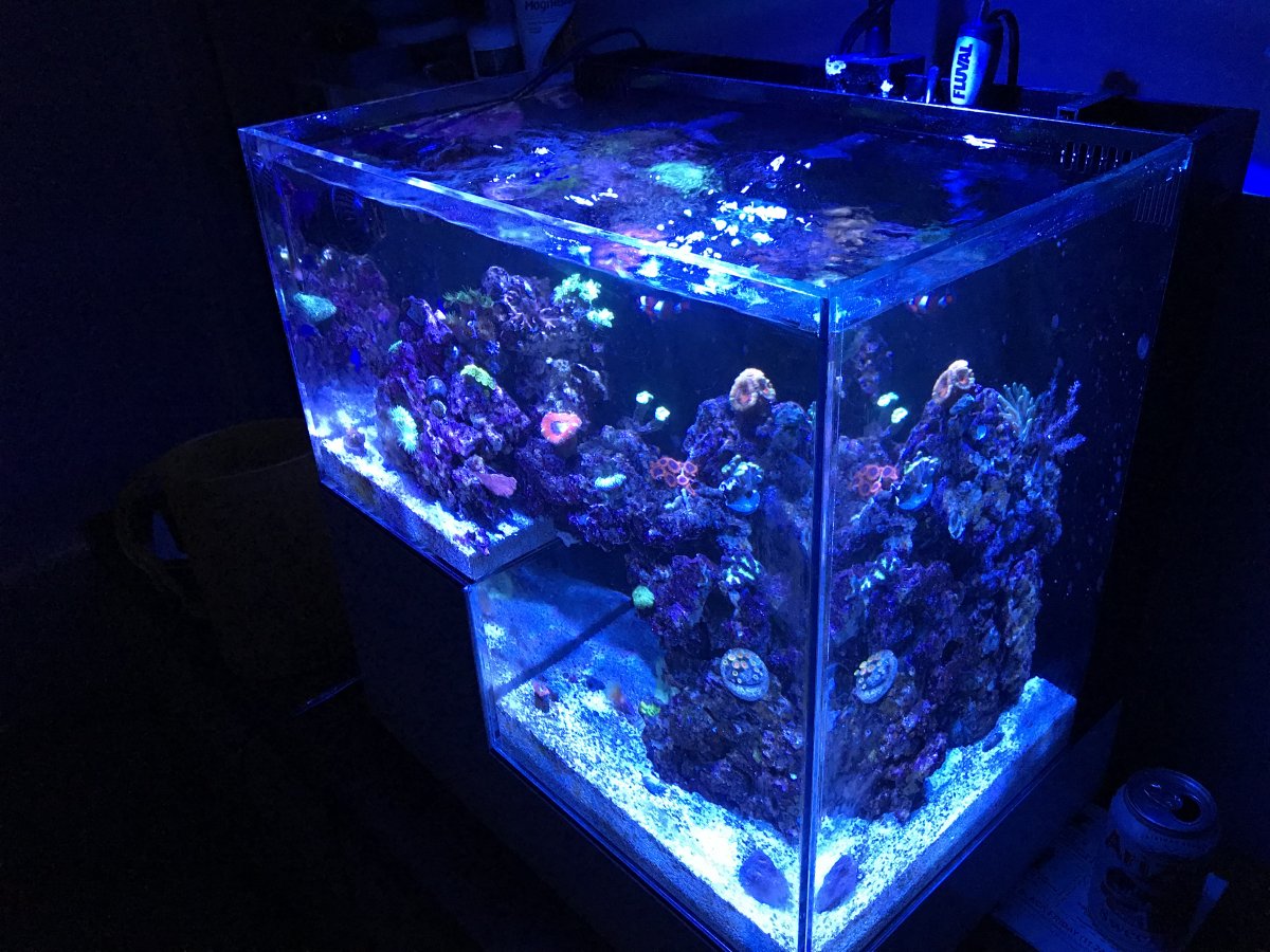 AIO Build - Successful IM tank? | Page 3 | REEF2REEF Saltwater and Reef ...