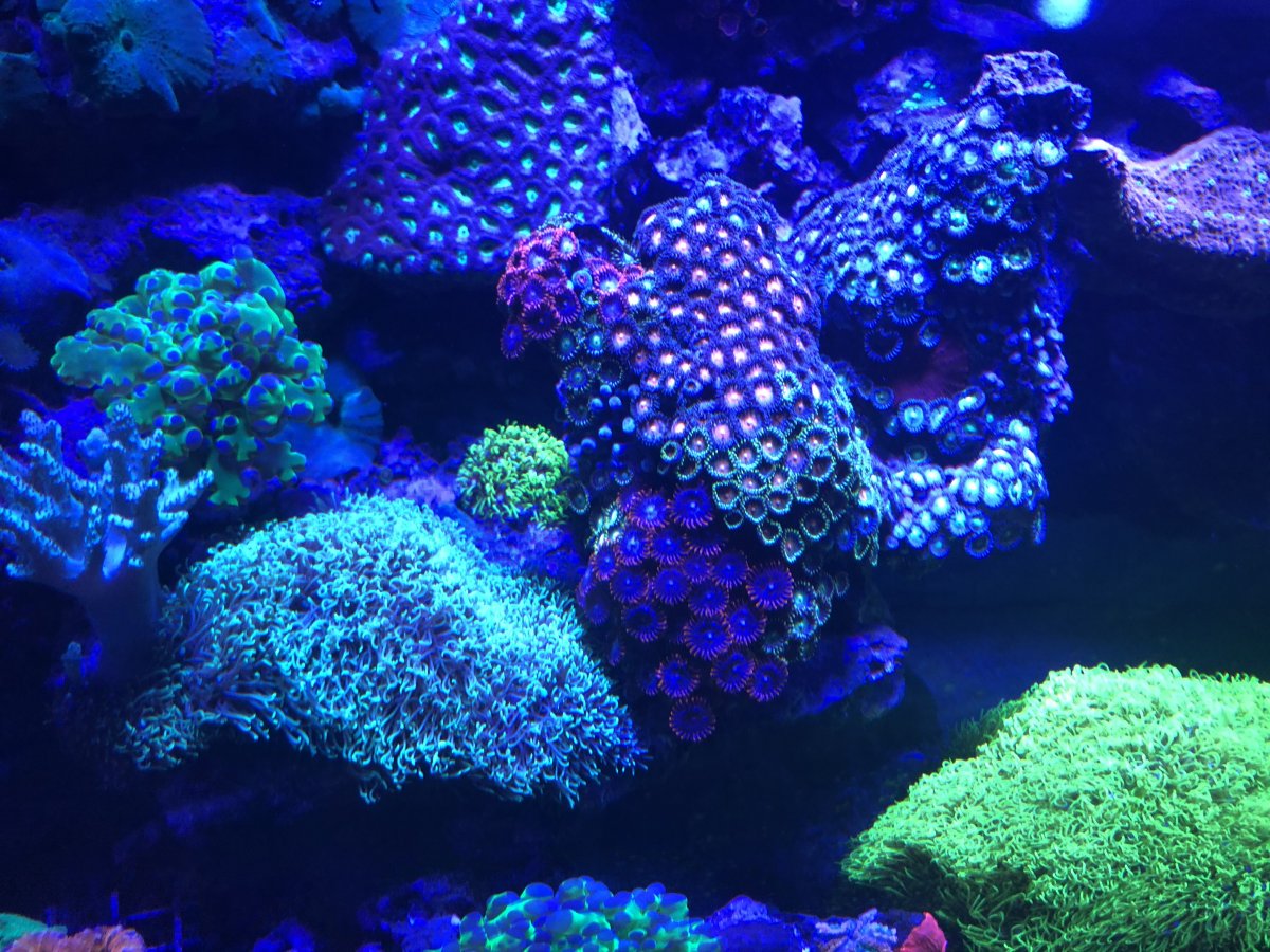 QUESTION OF THE DAY - Spotlight: Can we spotlight your coral, your fish ...