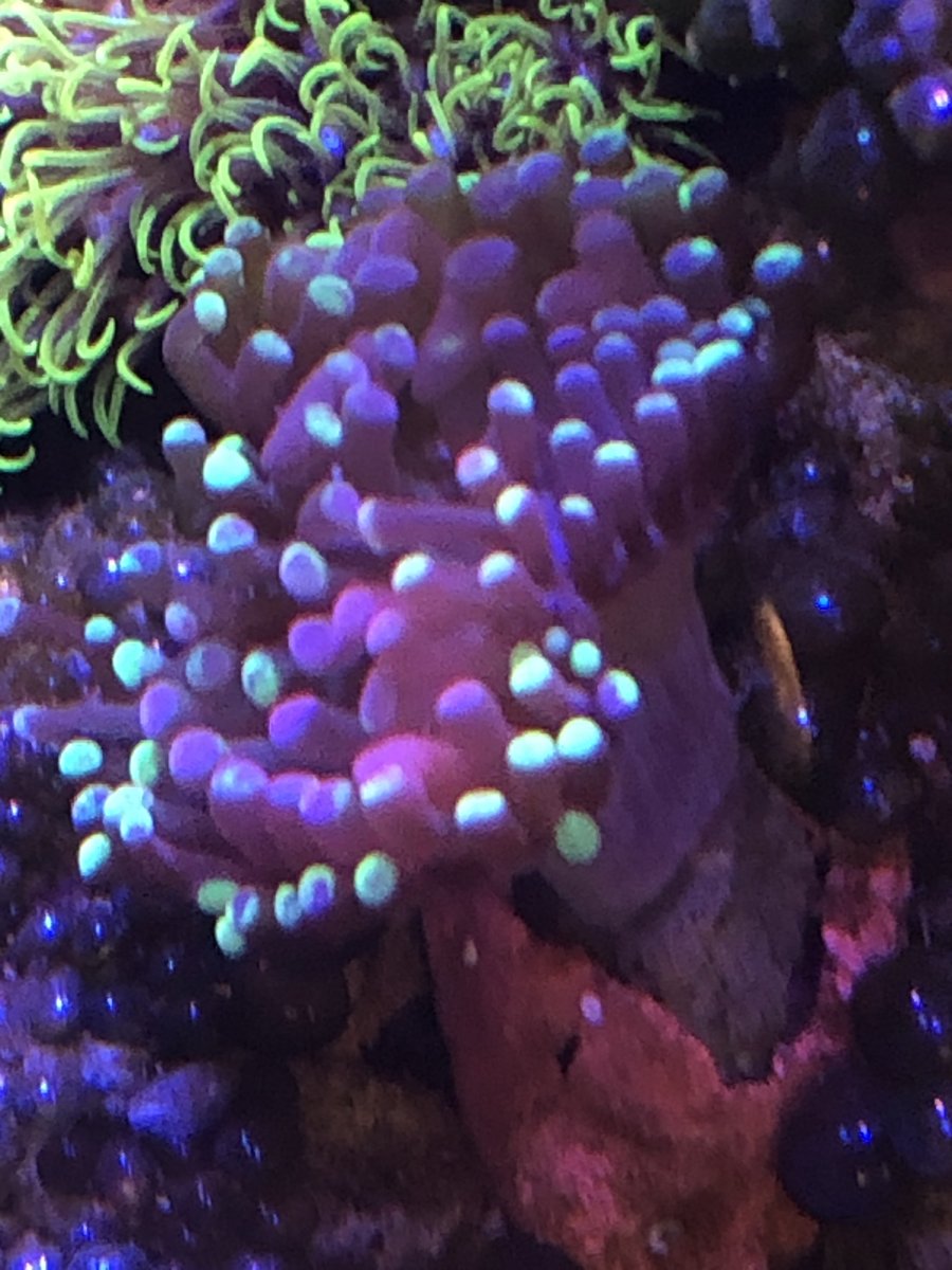 Euphyllia-attacking flatworms?? | REEF2REEF Saltwater and Reef Aquarium ...