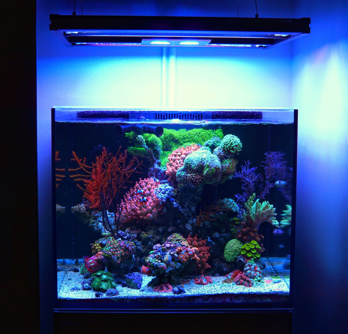 LED/T5 Hybrid Lighting | REEF2REEF Saltwater and Reef Aquarium Forum