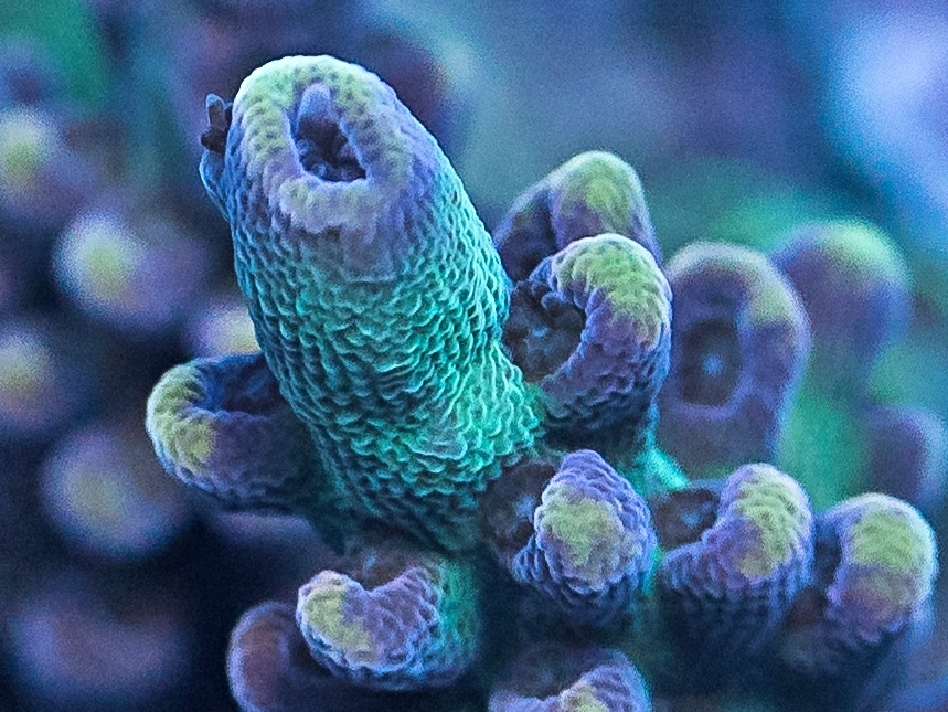 coral-22-2.jpg