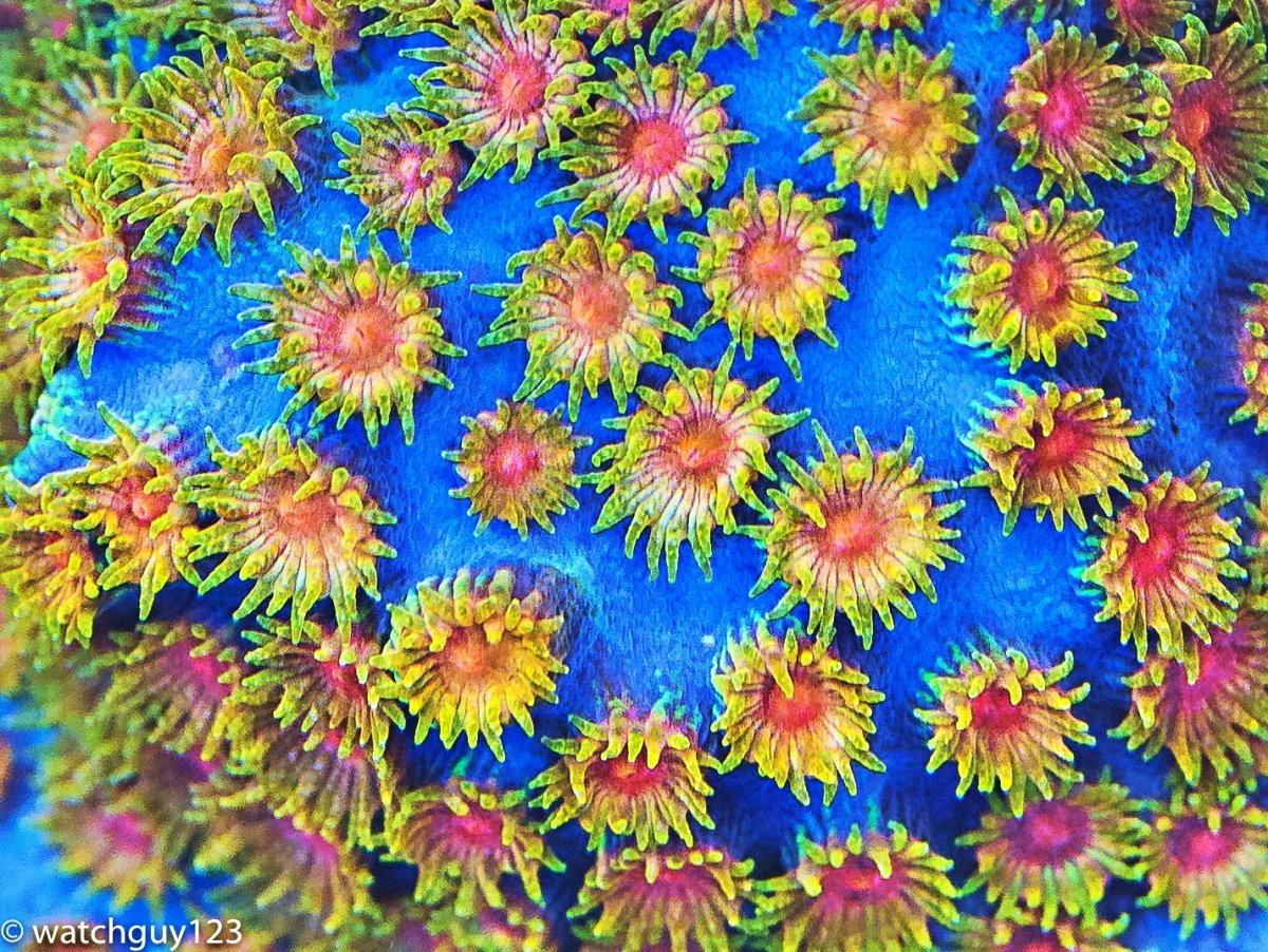 coral-29.jpg
