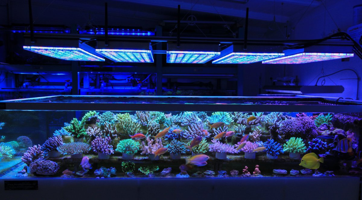 LED Lighting on a reef tank as the primary lighting will never work! |  REEF2REEF Saltwater and Reef Aquarium Forum