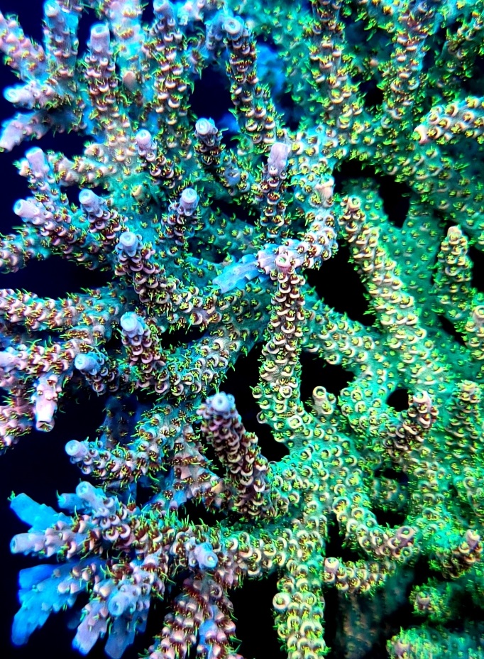 coral fever.jpg