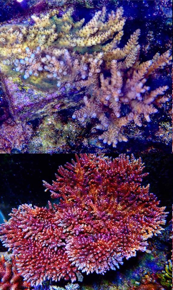Coral growth 2018.jpg