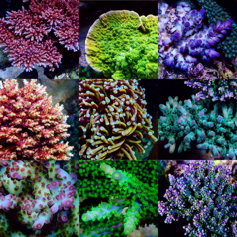 Coral growth 2018_2.jpg