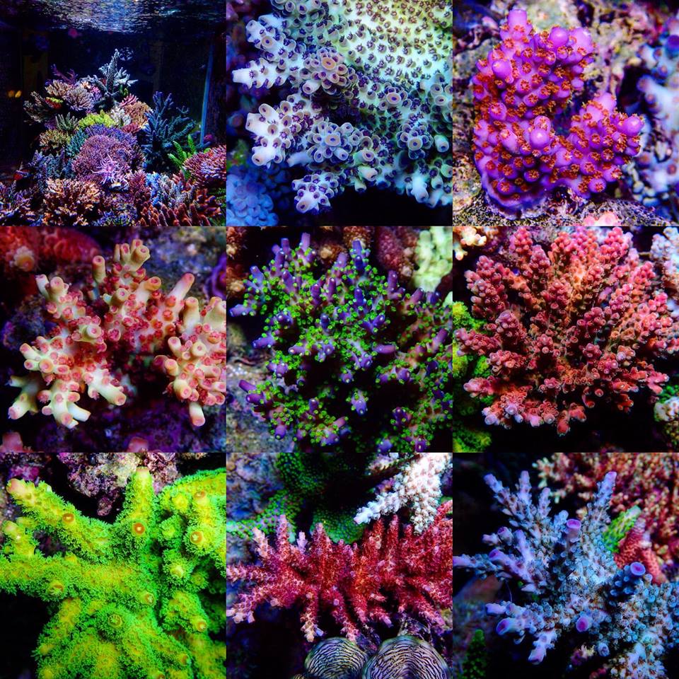 Coral growth 2018_3.jpg