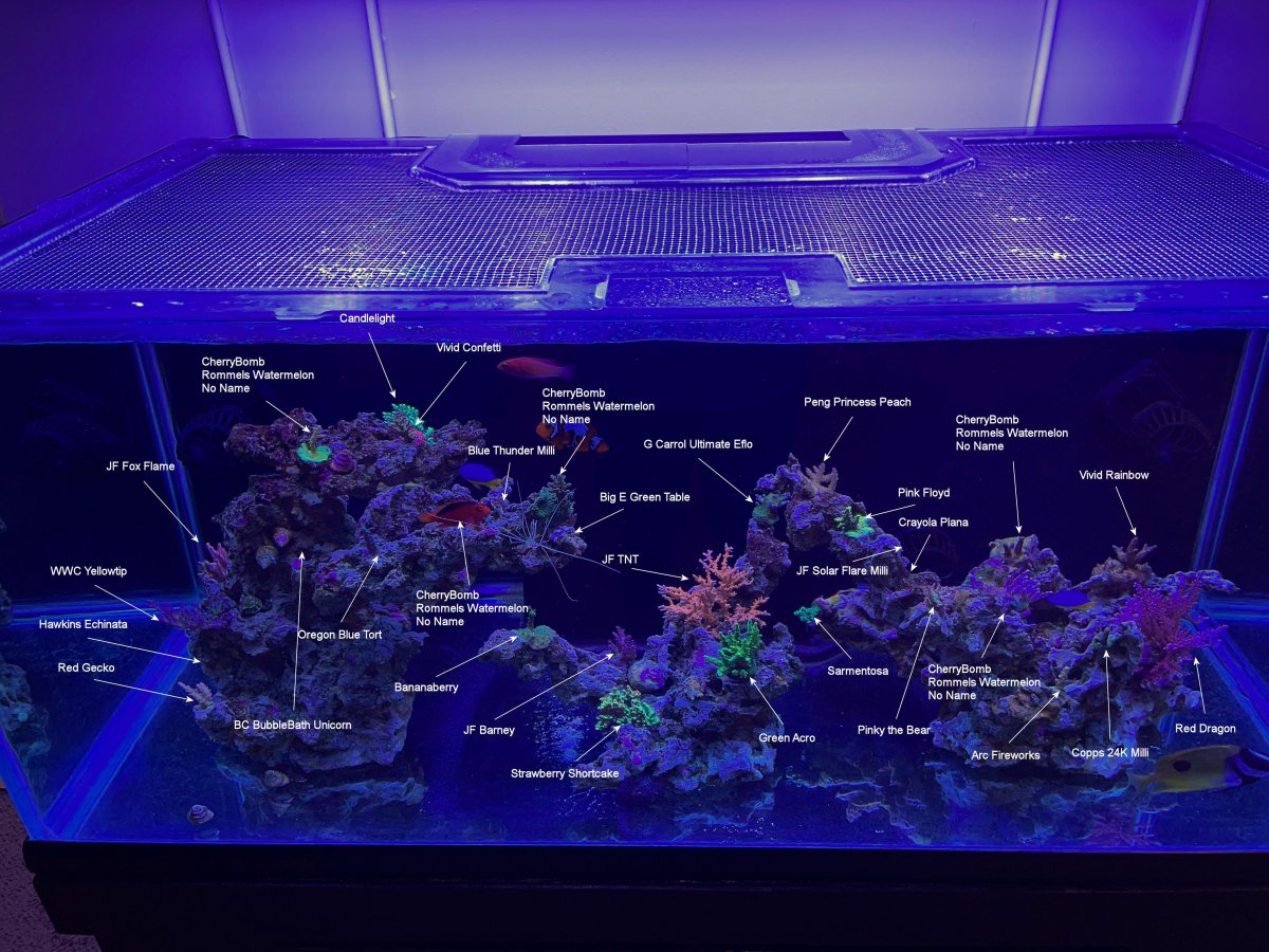 Coral Species 9-4-22.jpg