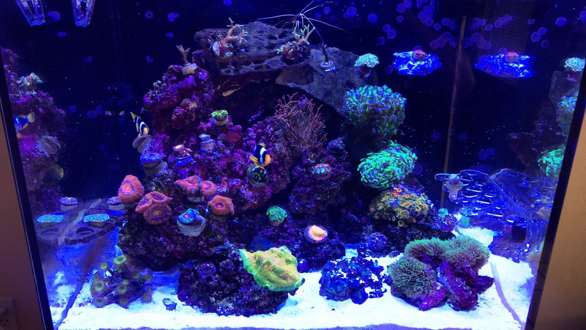 Six-month-old Aquatop 40-gallon cube | Page 3 | REEF2REEF Saltwater and ...