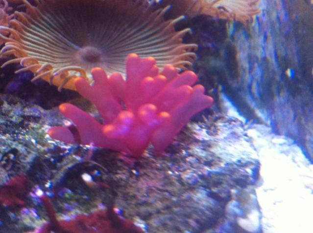 coral5 (2).jpg