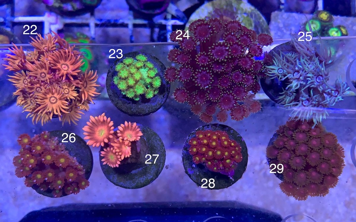 corals (2).jpg