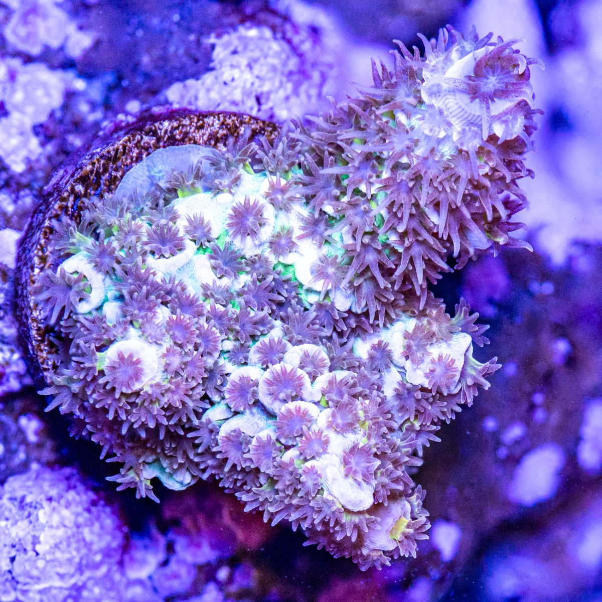 Corals_240331-31.jpg