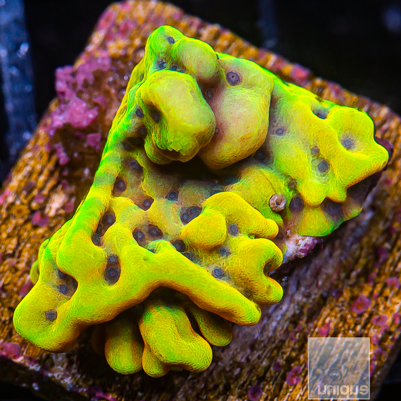 Crazy T Montipora 189 123.JPG