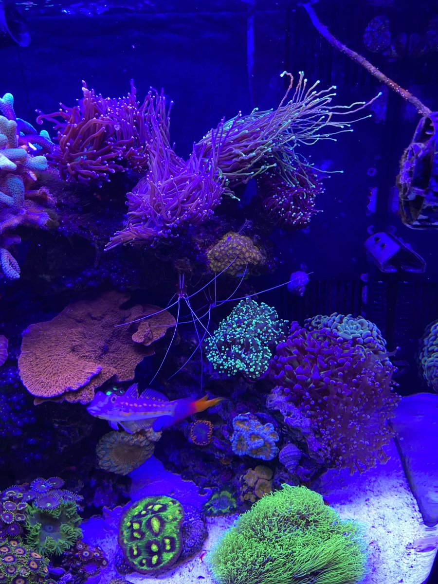 Feeding hammers and torch’s | REEF2REEF Saltwater and Reef Aquarium Forum
