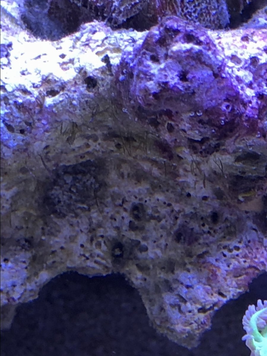 Green Hair Algae Starting Reef2reef Saltwater And Reef Aquarium