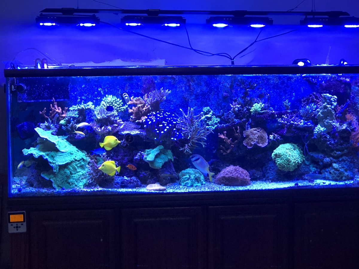UV killing all beneficial bacteria? | Page 2 | REEF2REEF Saltwater and Reef  Aquarium Forum