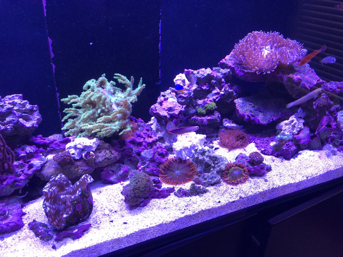 Reef Tank 365 - Reef Tank 365 Featuring mta_morrow's Red Sea Reefer ...